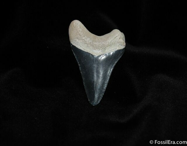 Glossy in Bone Valley Meg Tooth #126